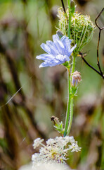 Blue cichorium chicory wild flowers on the field.