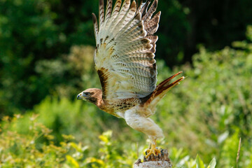 Harris hawk in flight photography, beautiful raptor bird