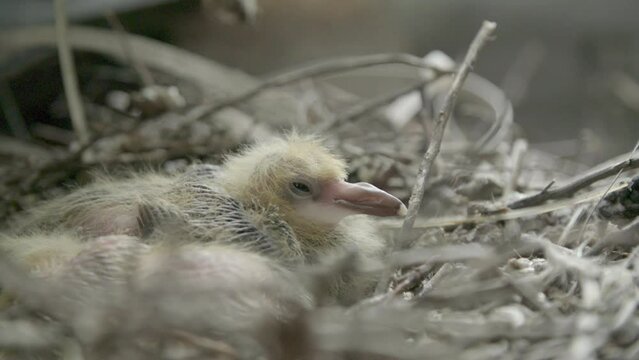 Pigeon hatchling in nest