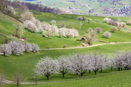 Swiss village Fricktal valley with blooming orchard garden and flowering cherry trees over the hill in spring time
