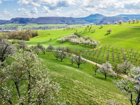 Aerial view of the Swiss village Fricktal with blooming orchard garden over the hill