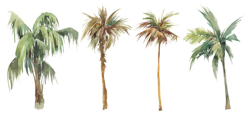 Watercolor palm tree set. Hand painted exotic green branches and palms isolated on white background. Botanical illustration. Collection of tropical plants - 498749747