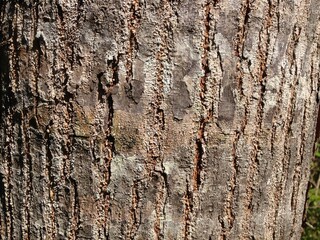 Dark wood texture background surface with old natural pattern