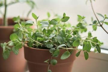 peppermint in a clay pot on the windowsill