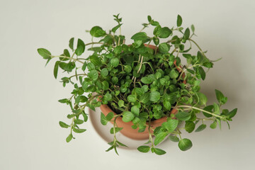 peppermint in a clay pot on the windowsill