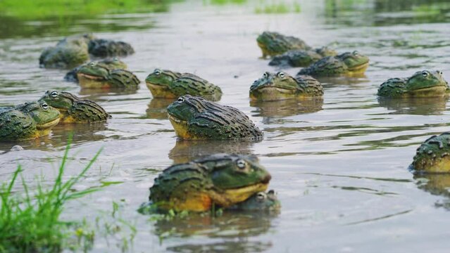Army Of African Bullfrogs Congregates In The River During Mating Season On A Rainy Day. - close up