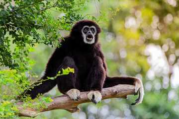 Gibbon on the tree in the zoo.
