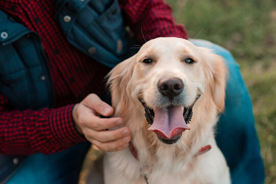 Golden retriever dog with owner on a walk outdoors