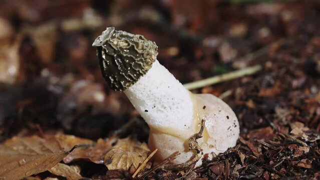 Close Up View Of Phallus Impudicus Mushroom Laying Woodland Forest Floor, penis shaped mushroom