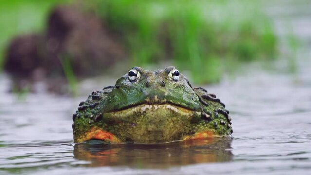 Closeup Of African Bullfrog Swimming In The Water During Mating Season.