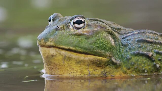 Extreme Close Up Portrait Of A Massive Male African Bullfrog Swim On Shallow Water.