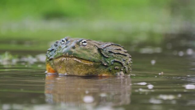 Large African Bullfrogs During Their Mating Season In A Pond At Central Kalahari Nature Reserve In Botswana. Selective Focus Shot