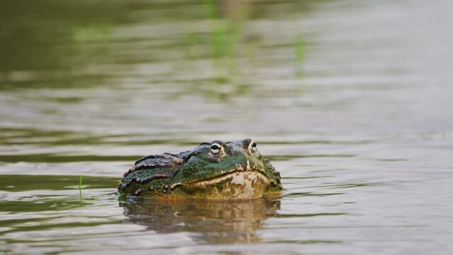 Male African Bullfrog Inflating Its Vocal Sac In The River. - close up