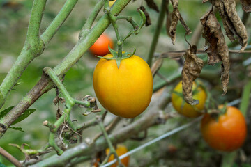 Orange tomato on a natural background, Tomato close-up shoot