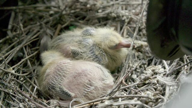 Baby pigeons in nest