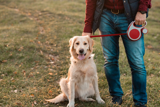 Golden retriever dog with owner on a walk outdoors