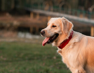 Closeup portrait of white retriever dog outdoors