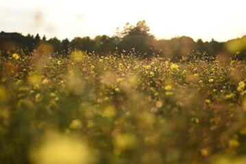 黄色のコスモス花畑