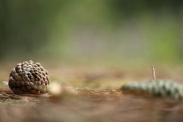 pine cones on the ground