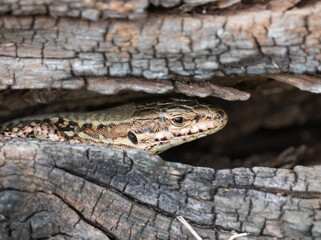 Die Mauereidechse (Podarcis muralis)