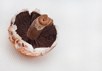 single mushroom isolated on white background with ample copy space