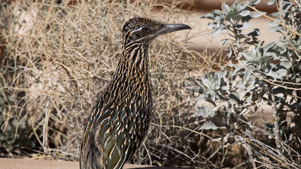 Roadrunner in the Desert