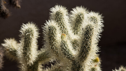 Cholla Cactus in the desert