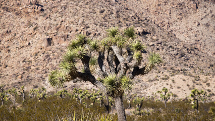 Joshua Tree with a desert landscape
