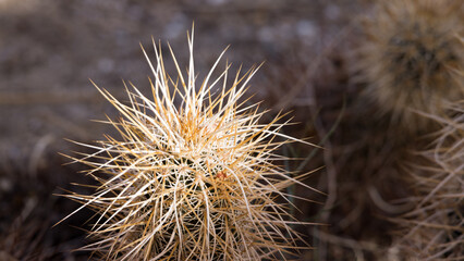 Hedgehog cactus in the sunlight