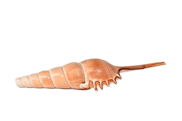 large shell on a white background isolate