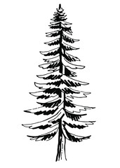 Spruce. Black and white illustration. Vector clipart. Hand-drawn