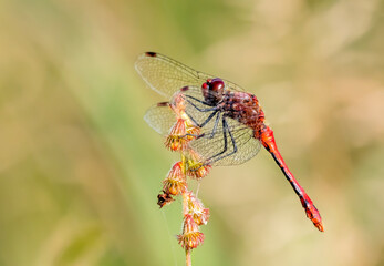 Die Blutrote Heidelibelle (Sympetrum sanguineum) 