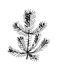 Pine. Black and white illustration. Vector clipart. Hand-drawn