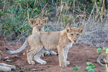 Young lion cubs (Panthera leo) pictured on safari in the Timbavati reserve, South Africa