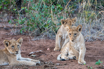 Young lion cubs (Panthera leo) pictured on safari in the Timbavati reserve, South Africa