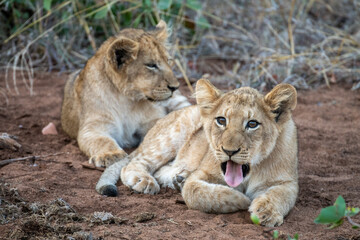 Naklejka na ściany i meble Young lion cubs (Panthera leo) pictured on safari in the Timbavati reserve, South Africa