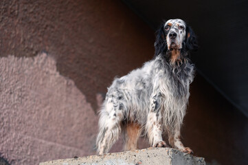 english setter dog stand on a city street