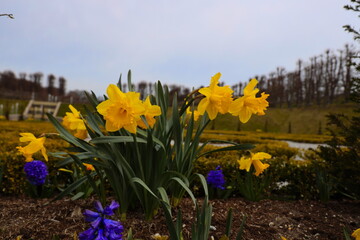 Daffodils at easter