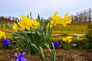 Daffodils at easter