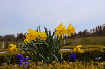 Daffodils at easter