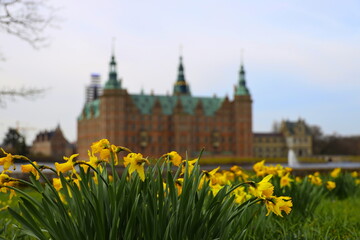 Daffodils at easter