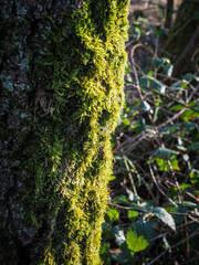 mousse à la Base de Loisirs de Verneuil sur Seine en France