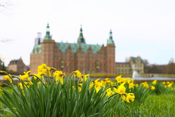 Daffodils at easter