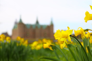 Daffodils at easter