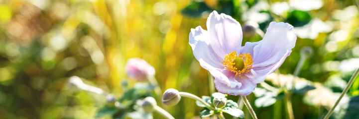 Obraz na płótnie Canvas Beautiful anemone flowers with white and pink petals on a flower bed in the garden closeup. Banner 