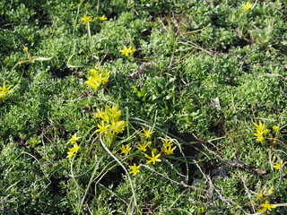 Blooming yellow primroses growing on forest meadow among fallen leaves. Spring concept, seasons, weather