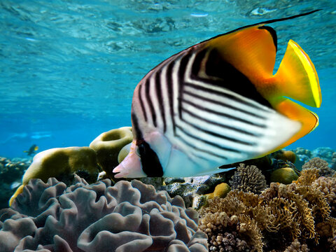Threadfin butterflyfish (Chaetodon auriga) and coral reef