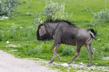 Namibia, gnu herd running in the savannah, rain season with grasses
