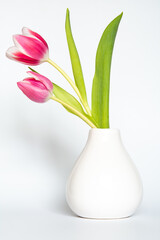 Tulpen