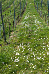 Looking through the vines of a vineyard in Rheinhessen/Germany on a sunny spring day
